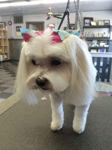Dog grooming boise. Things To Know About Dog grooming boise. 